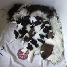 four puppies are curled up in a box