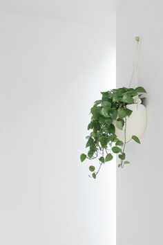 a potted plant hanging from the side of a white wall next to a window