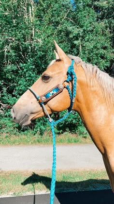 a brown horse wearing a blue rope around its neck