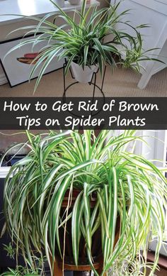 spider plant in a pot with the words how to get rid of brown tips on spider plants