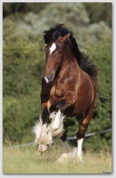 a brown horse is galloping through the grass with it's front legs in the air