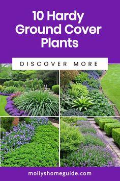 the front cover of 10 handy ground cover plants, with pictures of different flowers and shrubs