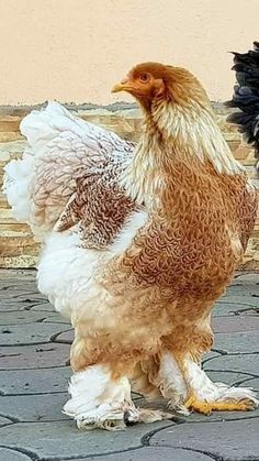 two brown and white chickens standing next to each other on cobblestone pavement in front of a building