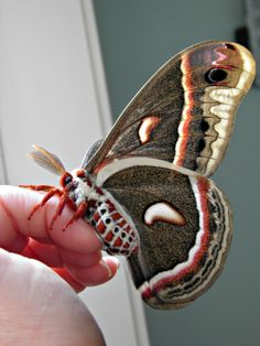 a close up of a person holding a butterfly in their hand and looking at the camera