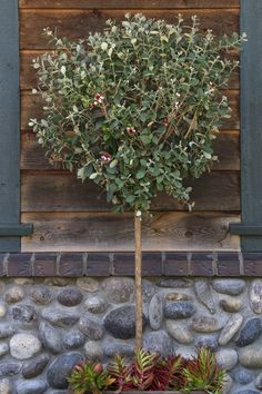 a potted plant sitting on top of a stone wall