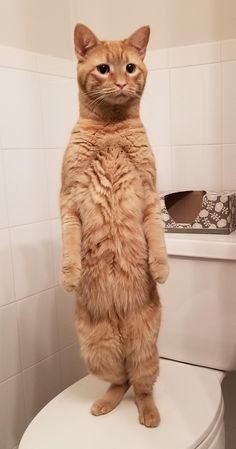 an orange cat standing on top of a toilet seat in a bathroom with white tile walls