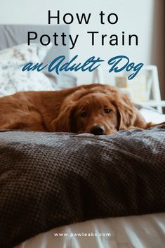 a large brown dog laying on top of a bed next to a white wall with the words how to potty train an adult dog