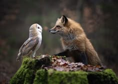 an owl and a fox are sitting on moss