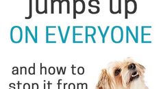 a dog with its mouth open sitting in front of a sign that says jumps up on everyone and how to stop it from jumping