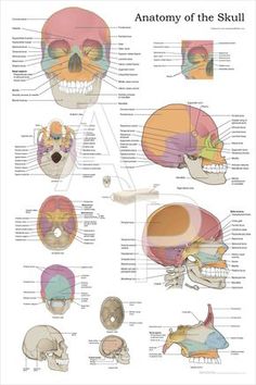 the anatomy of the skull is shown in this diagram, and shows different facial structures