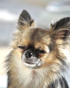 a small brown and black dog standing in the snow