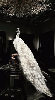 a large white peacock standing on top of a table next to a chandelier