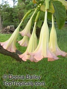 the flowers are blooming on the tree branch in the yard, and it is hard to tell what kind of flower they are