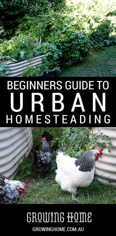 the beginner's guide to urban homesteading