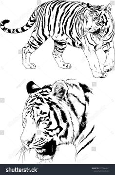 two tigers in black and white on a white background