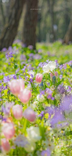 a field full of pink and white flowers next to some trees in the background,