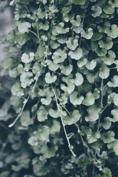 a bunch of green leaves hanging from the side of a tree