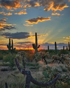 the sun is setting behind some cactus trees