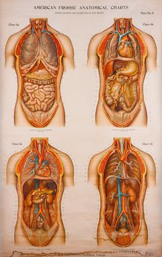 four views of the human body and their external organs, from an atlastrograph book