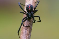 a black spider with red eyes sitting on a branch