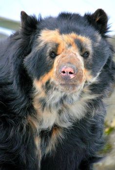 a close up of a black and brown dog