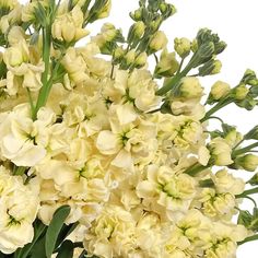 a vase filled with white flowers on top of a table