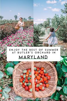 a basket full of strawberries with the words enjoy the best of summer at butter's orchard in maryland