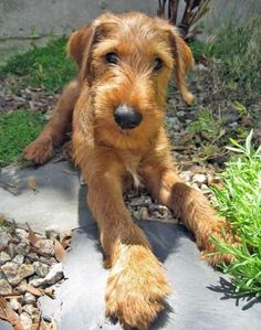 a small brown dog laying on top of a rock