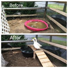 the before and after pictures of a duck in a water pool with a ramp leading up to it