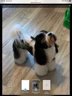 a small dog standing on top of a wooden floor