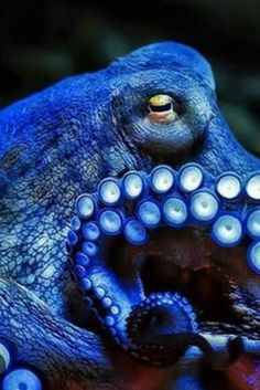 an octopus with blue and white rings on it's body