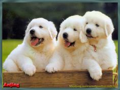 three white puppies sitting on top of a wooden box