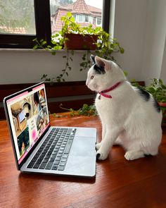 a black and white cat sitting in front of a laptop computer on a wooden table