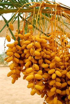 bunches of fruit hanging from a palm tree in the desert stock photo - 7179