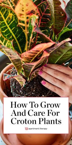 a person holding a potted plant with text overlay how to grow and care for croton plants