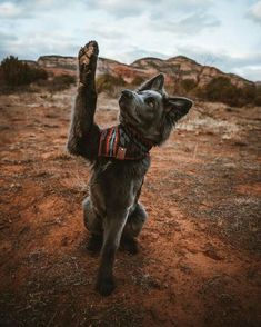 a dog with its paws up in the air on a dirt ground near mountains and trees