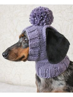 a dog wearing a purple knitted hat