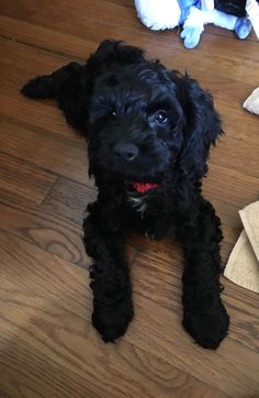 a black dog laying on top of a wooden floor