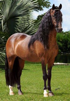 a brown and black horse standing on top of a lush green field with palm trees in the background