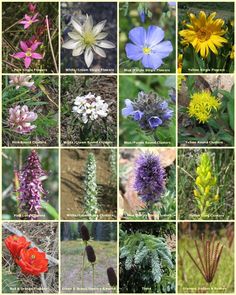 many different types of wildflowers are shown in this collage with the names