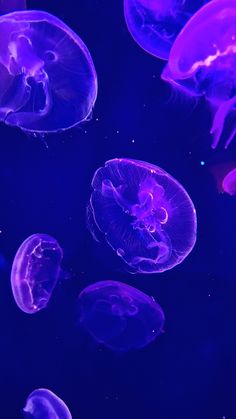 purple jellyfish swimming in an aquarium tank