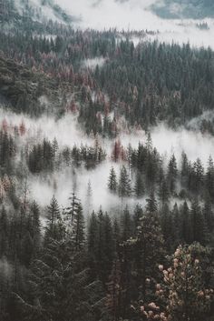 an aerial view of trees and fog in the mountains, taken from a plane window