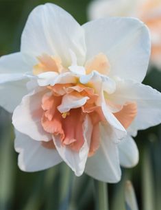 a white and orange flower with green stems