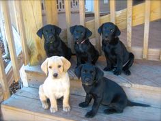 five black lab puppies sitting on the steps in front of a wooden porch area