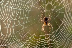 a spider sits in the center of a web