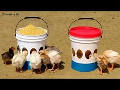 three buckets with little chickens standing next to each other in the sand and one is eating corn