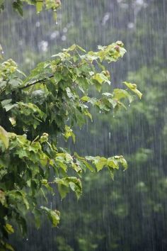 the rain is pouring down on trees and leaves