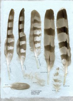 four different feathers are shown on a white sheet with information about the feather size and color