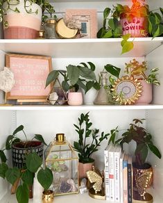 the shelves are filled with plants and books