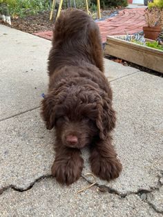 a brown dog standing on top of a sidewalk next to a flower potted plant